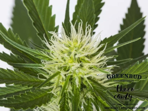 Choco Candy Regular (Greenbud Seeds) Cannabis Seeds