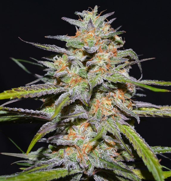 Spitfire (Greenbud Seeds) Cannabis Seeds