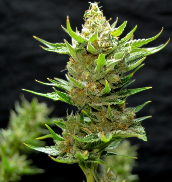 Snow Ripper (Greenbud Seeds) Cannabis Seeds