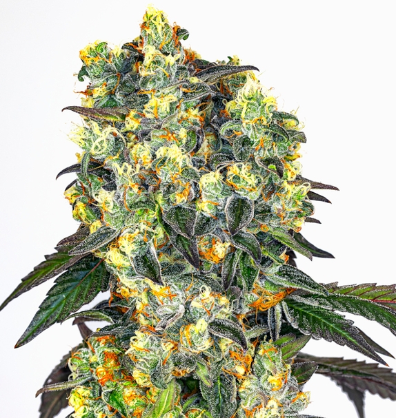 Secret Orchard (Limited Edition) (Greenbud Seeds) Cannabis Seeds