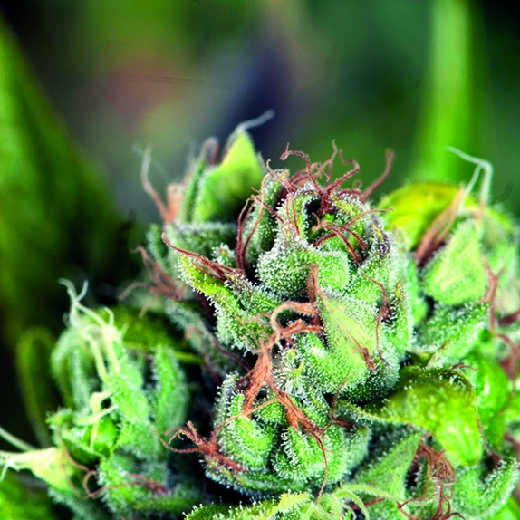 Tahoe Cure Cannabis Seeds