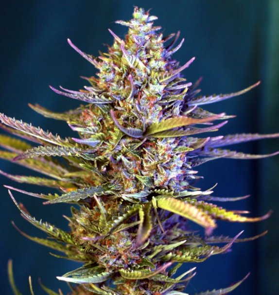 Polar Express AUTO (Greenbud Seeds) Cannabis Seeds