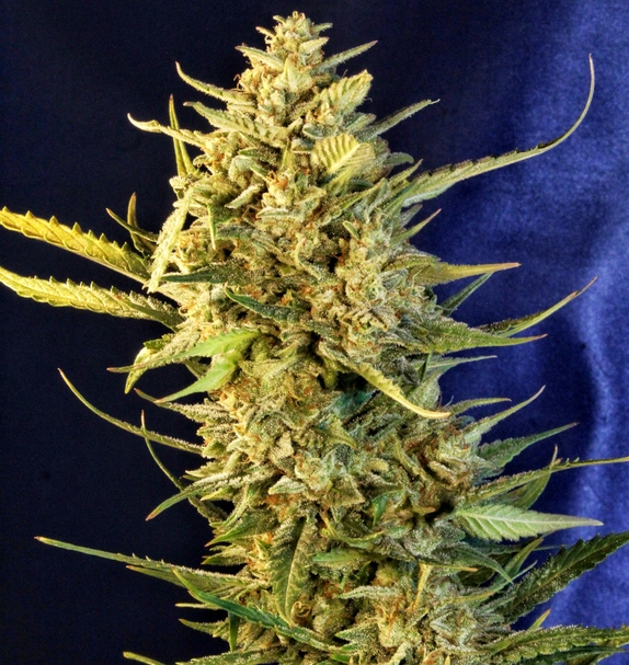 OG Kush XL Auto (Limited Edition) (Greenbud Seeds) Cannabis Seeds