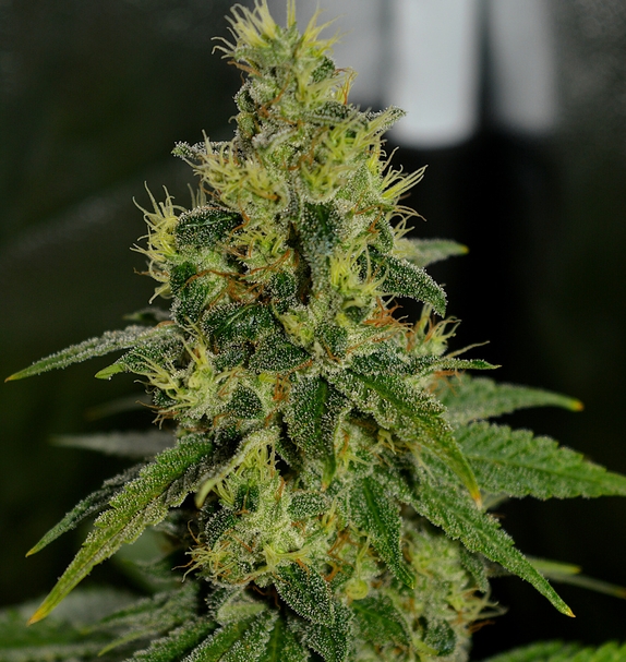 Mimosa Pie (Limited Edition) (Greenbud Seeds) Cannabis Seeds