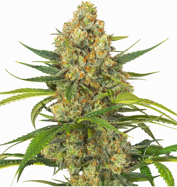 Mimosa Afghan Storm Auto (Limited Edition) (Greenbud Seeds) Cannabis Seeds