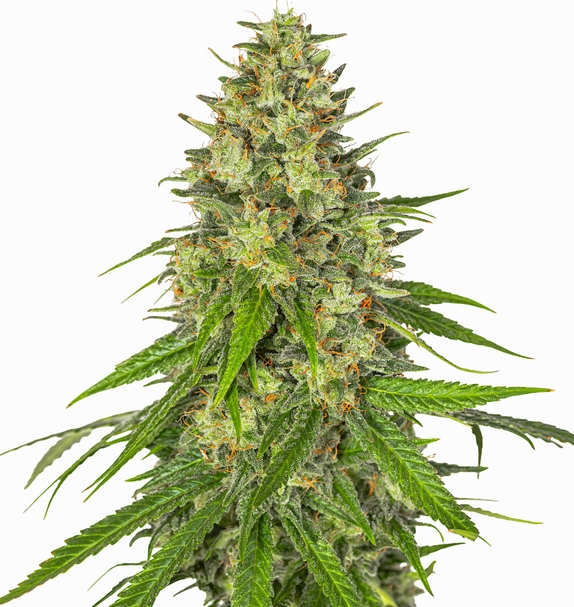 Midnight Sundae (Limited Edition)(Greenbud Seeds) Cannabis Seeds
