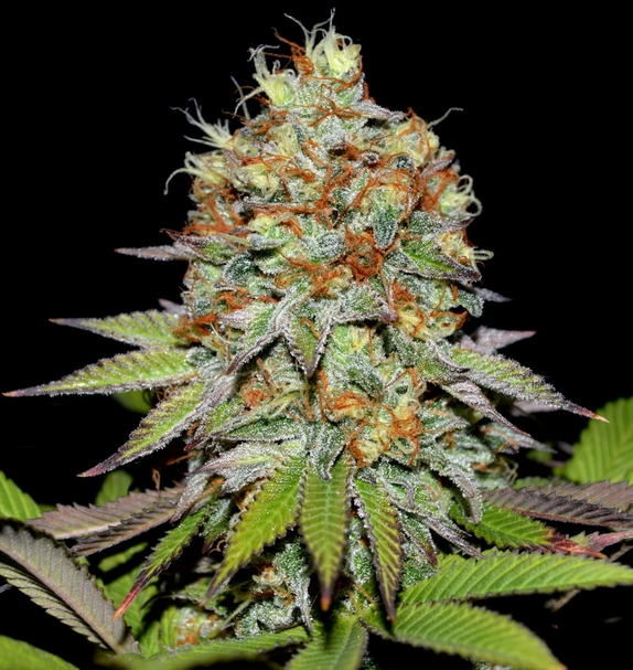 Makaha (Greenbud Seeds) Cannabis Seeds