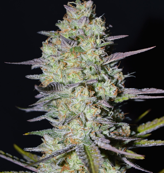 Loveless (Greenbud Seeds) Cannabis Seeds