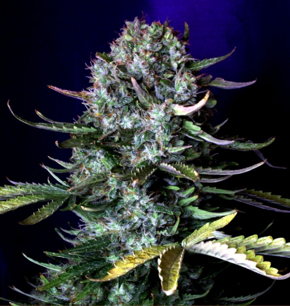 Lemon Pie AUTO (Greenbud Seeds) Cannabis Seeds