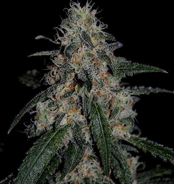 Critical Gorilla (Limited Edition) (Greenbud Seeds) Cannabis Seeds