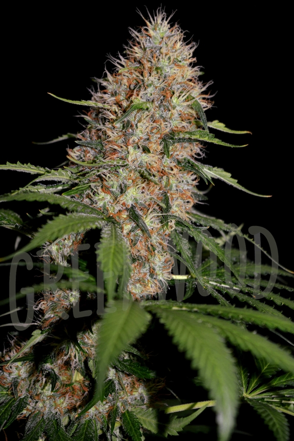 Lemon Pie (Greenbud Seeds) Cannabis Seeds