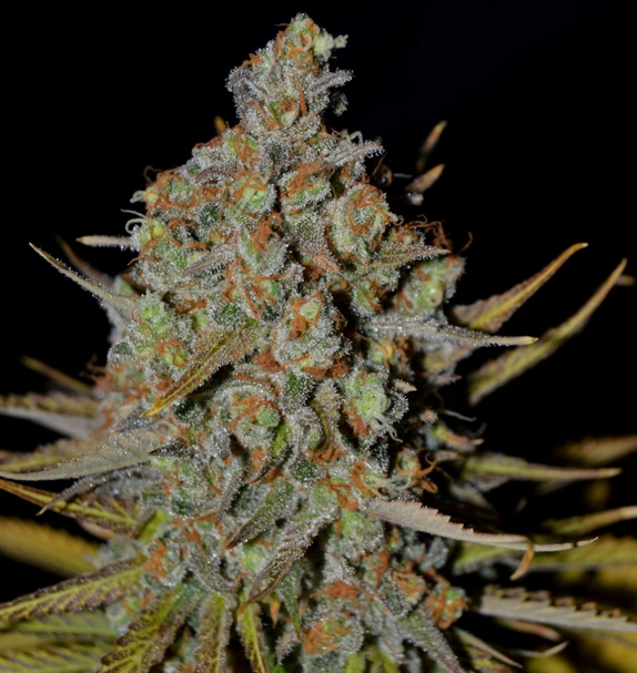 awBreaker 47 AUTO (Greenbud Seeds) Cannabis Seeds