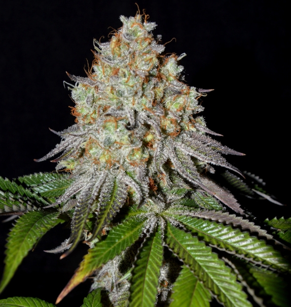 Gold Wave (Greenbud Seeds) Cannabis Seeds