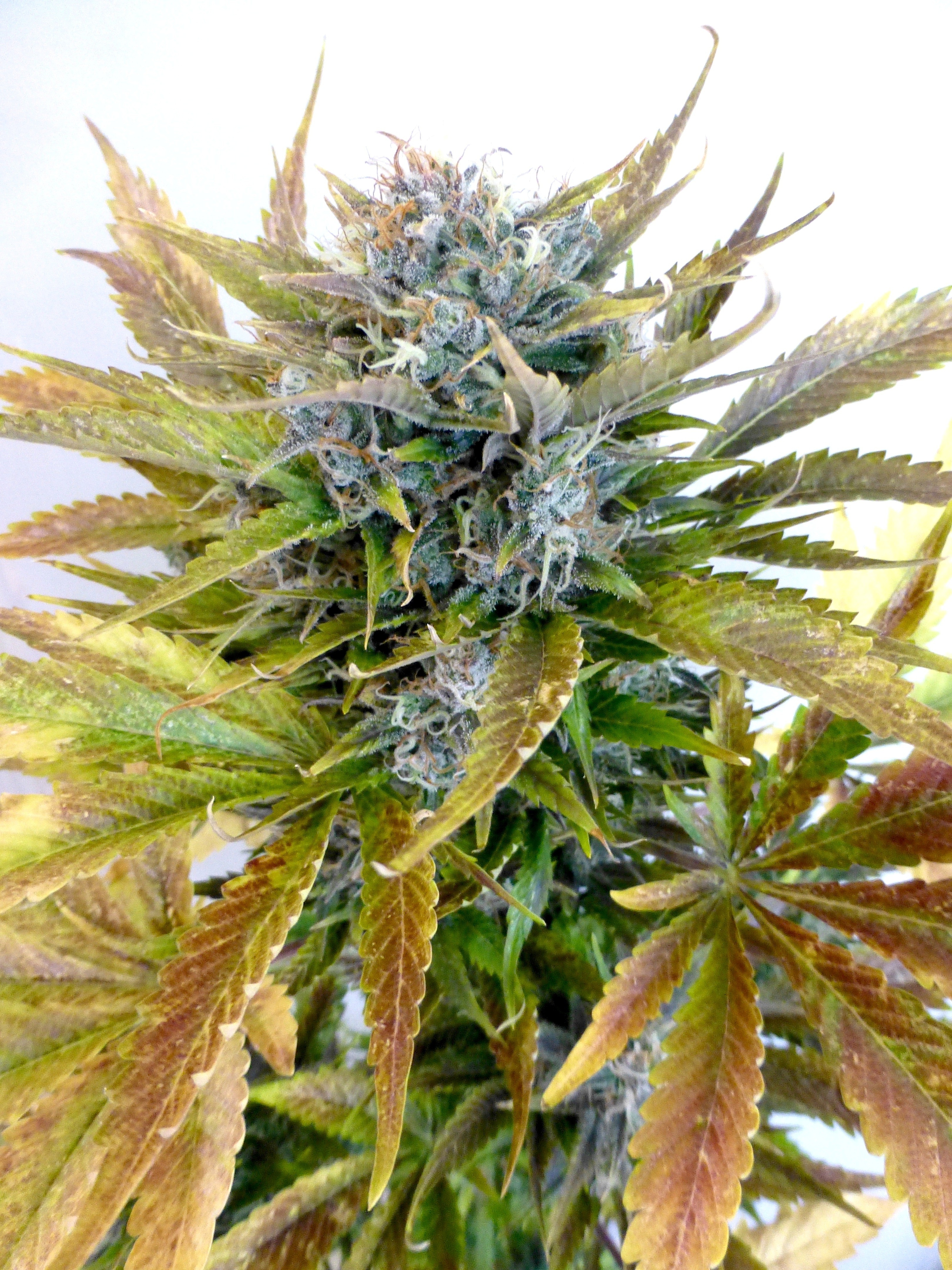 Super Blueberry Haze Cannabis Seeds