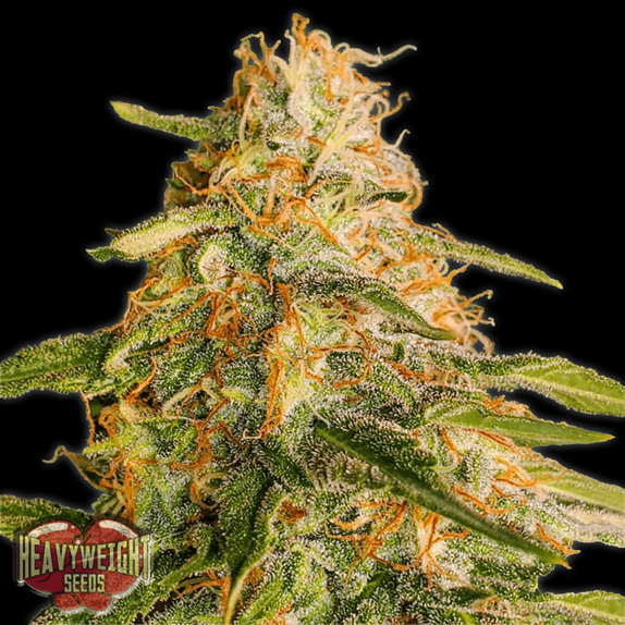 Tropic Punch Cannabis Seeds