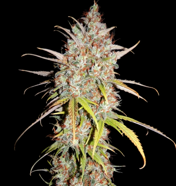 Green Power XXL Early Version (Limited Edition) (Greenbud Seeds) Cannabis Seeds