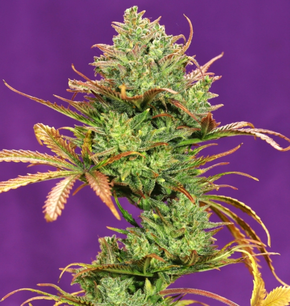 Gorilla Zkittlez Auto (Limited Edition)(Greenbud Seeds) Cannabis Seeds