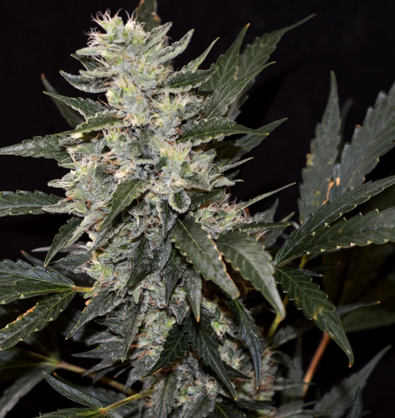 Green Power XL (Greenbud Seeds) Cannabis Seeds