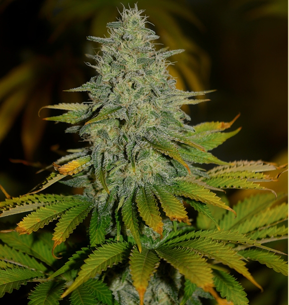 Grapefruitz (Limited Edition) (Greenbud Seeds) Cannabis Seeds