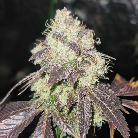 Gold Juice Regular (Karma Genetics Seeds) Cannabis Seeds