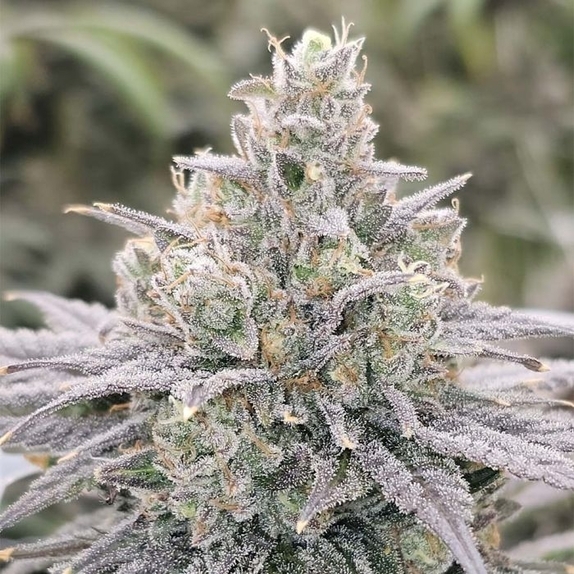 Cheddar Blossom Feminized (Karma Genetics Seeds) Cannabis Seeds