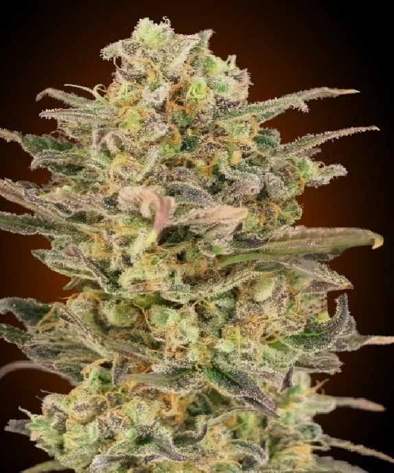 Somango Glue Cannabis Seeds