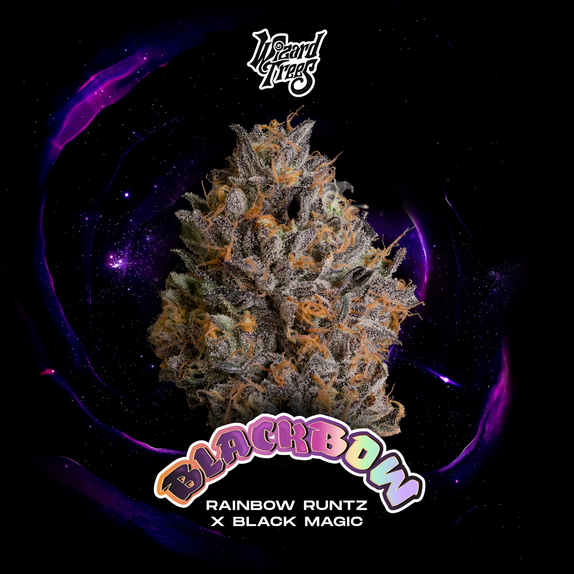 Black Bow (Wizard Trees Genetics) Cannabis Seeds