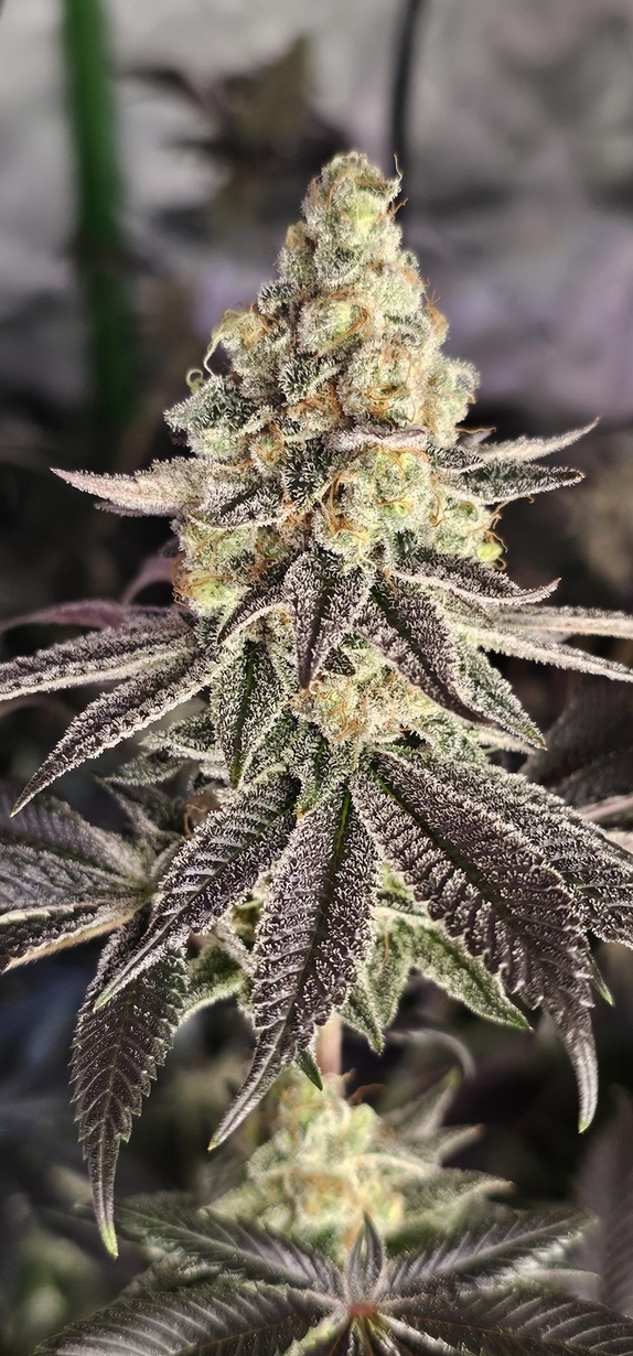 Sugarcane V3 (In House Genetics) Cannabis Seeds