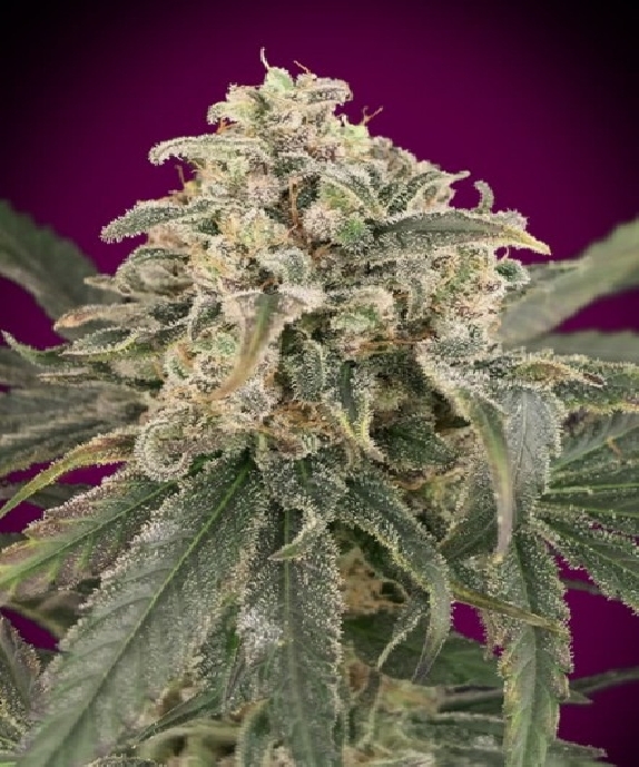 Auto Amnesia XXL Cannabis Seeds