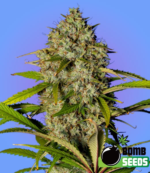 Blue Dream Bomb (Bomb Seeds) Cannabis Seeds