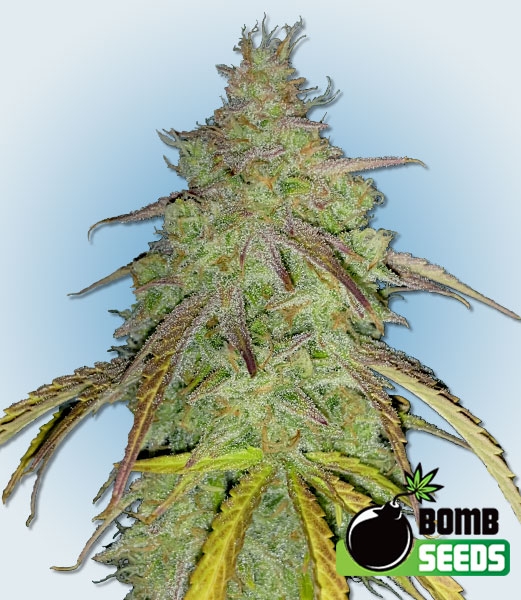 Super Boof Bomb (Bomb Seeds) Cannabis Seeds