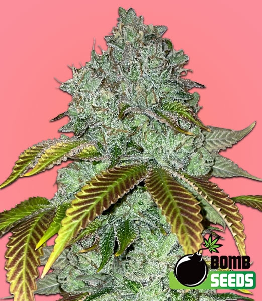 Permanent Marker Bomb Feminised (Bomb Seeds) Cannabis Seeds