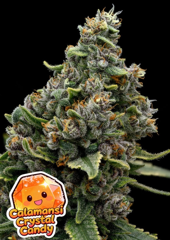 Calamansi Crystal Candy (Anesia Seeds) Cannabis Seeds