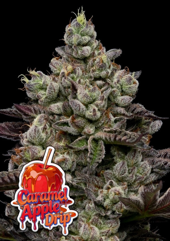 Caramel Apple Drip (Anesia Seeds) Cannabis Seeds