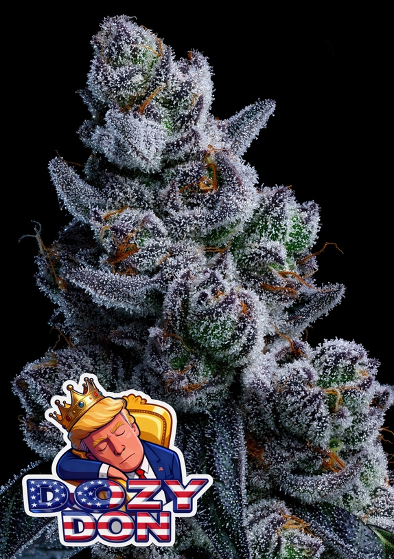 Dozy Don (Anesia Seeds) Cannabis Seeds