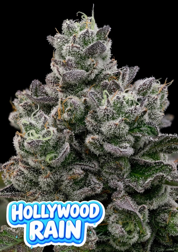 Hollywood Rain (Anesia Seeds) Cannabis Seeds