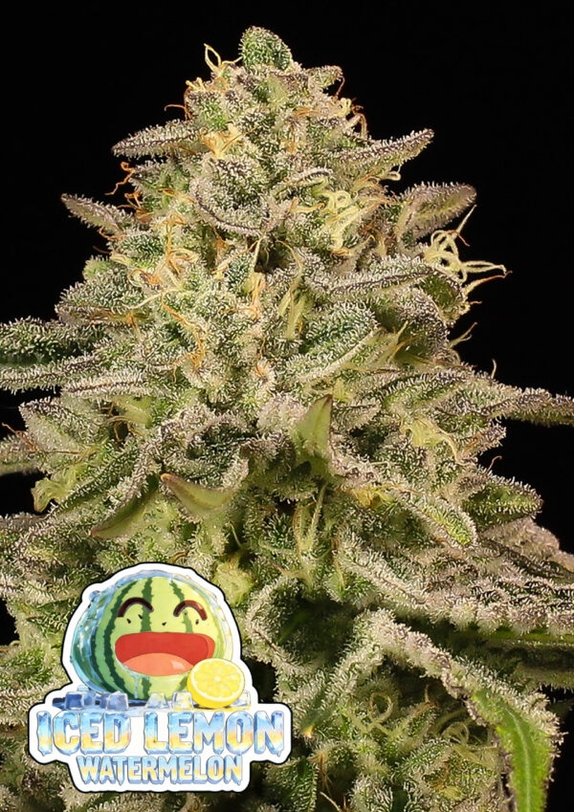 Iced Lemon Watermelon (Anesia Seeds) Cannabis Seeds