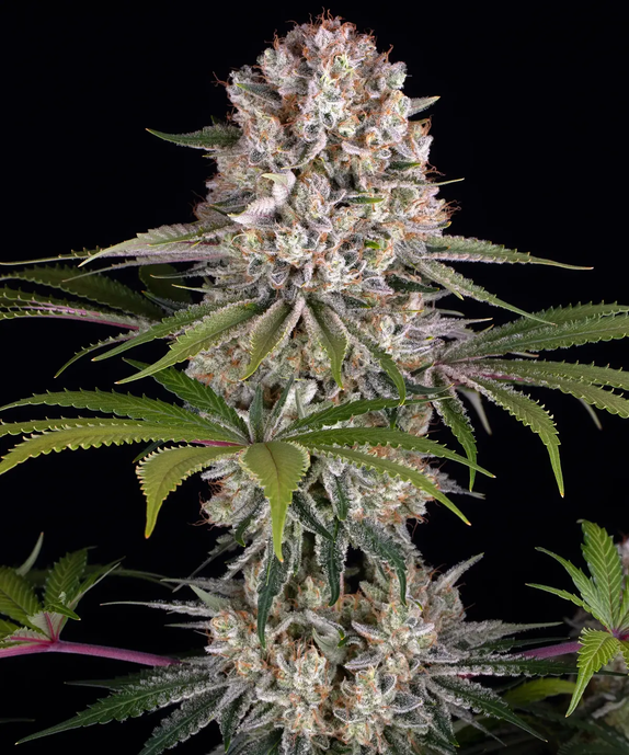 Amnesia Haze (Barneys Farm Seeds) Cannabis Seeds