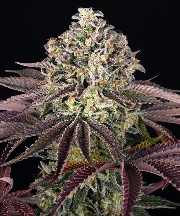 GrandDaddy Purple (Barneys Farm Seeds) Cannabis Seeds
