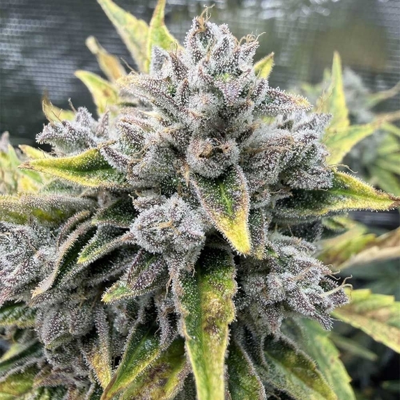 Wizards Apprentice F4 Auto  (Night Owl Seeds) Cannabis Seeds