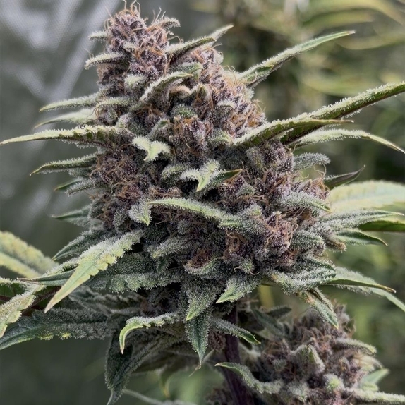 Crinkled Cookies F4 Auto (Night Owl Seeds) Cannabis Seeds