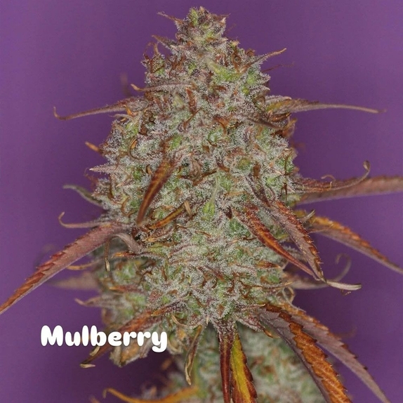Mulberry F3 Auto (Night Owl Seeds) Cannabis Seeds