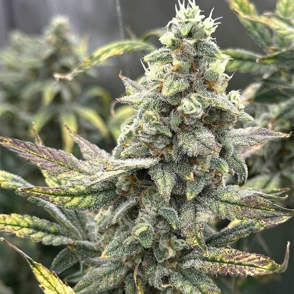 Grape Deebo F4 Auto (Night Owl Seeds) Cannabis Seeds