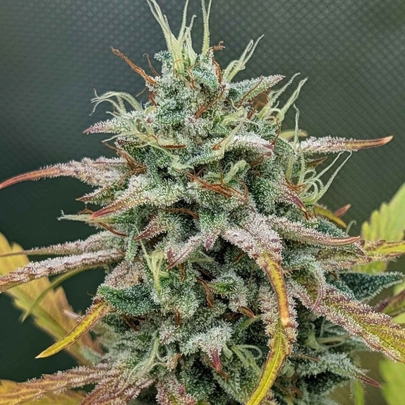 Harvey Wallbanger Auto (Night Owl Seeds) Cannabis Seeds