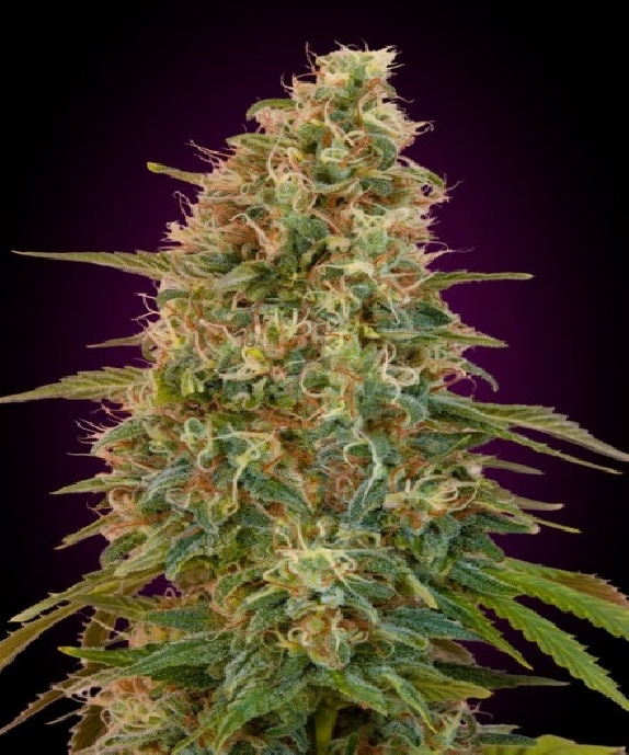 Auto Zkittlez Cannabis Seeds