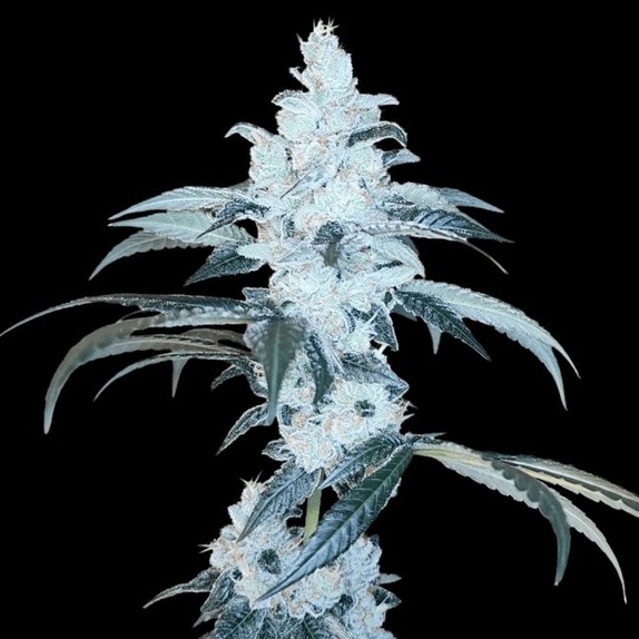 Bananalicious Regular (Arcana Collective) Cannabis Seeds