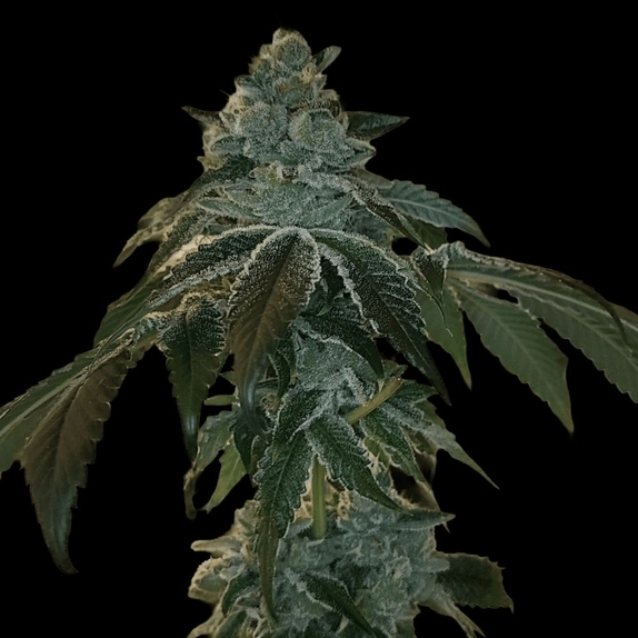 Flight 19 Regular (Arcana Collective) Cannabis Seeds