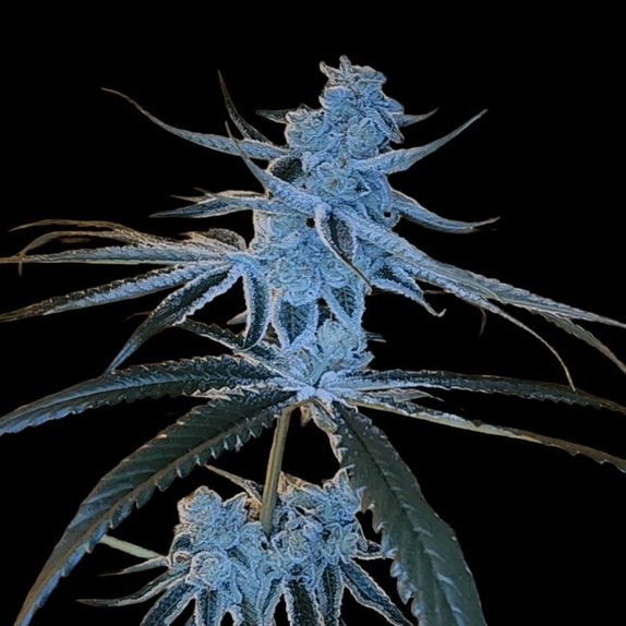 Yogananda Regular (Arcana Collective) Cannabis Seeds