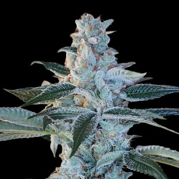 Elvis Breath Regular (Arcana Collective) Cannabis Seeds