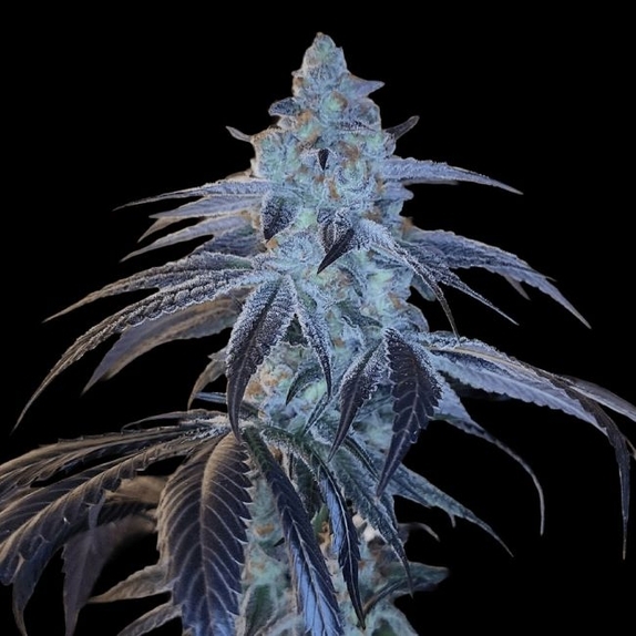 Disco Fever Regular (Arcana Collective) Cannabis Seeds